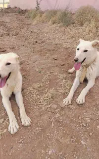 توله سگ 1 ساله سفید