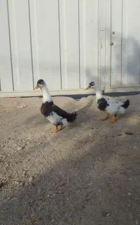 اردک وغاز