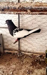 ماده سینه سیاه بدون عیب