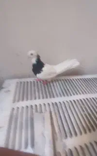 کبوتر طوق سیاه