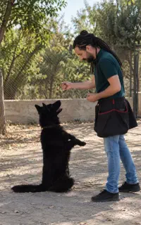 مربی سگ در تهران/آموزش سگ/تربیت تخصصی سگ در تهران