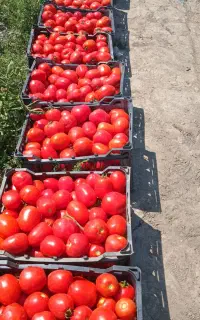 گوجه تازه چین