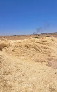 کاه گندم