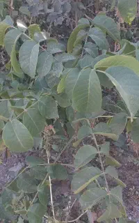 نهال گردو چند لر امریکایی