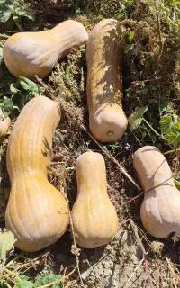 کدو حلوایی لوکس و درجه یک فروشی