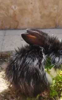 خرگوش پاندایی