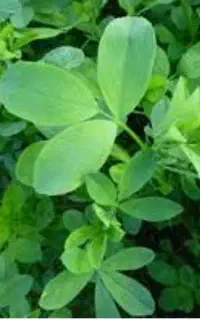 فروش برگ یونجه