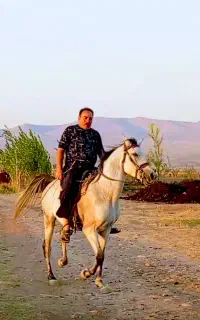 اسب کرد نریان
