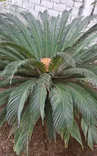 گل سیکاس