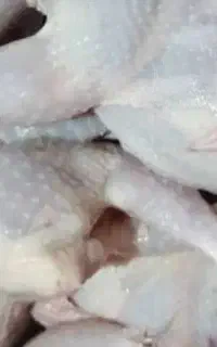 فروش بلدرچین