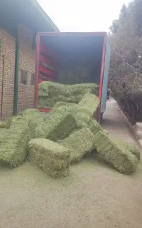 یونجه کاه علوفه جو