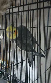 عروس هلندی نر سخنگو
