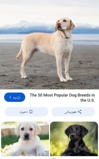 سگ پیداشده درگرگان