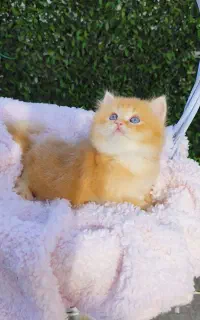 توله گربه بیریتیش لانگ هیر گلد