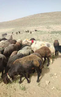 قوچ پلنگی 3سال