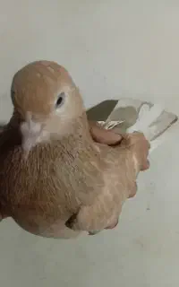 کفتر