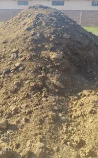 کودگاو ی