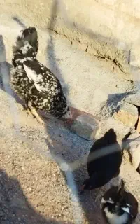 مرغ گلین اصل