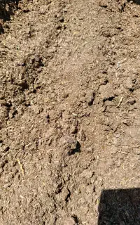 کود گاوصنعتی