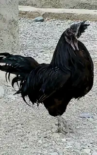 خروس آیاسمانی