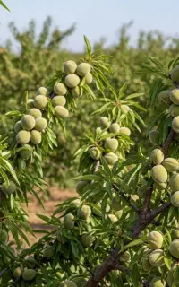 نهال بادام آذر خوشه‌ای اصلاح‌شده۱تا3ساله پاکوتاه