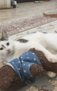یه کوچولوی  بامزه