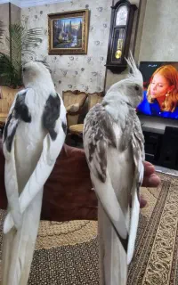 عروسها هلندی 3 ماهه آلبینو دوم کت پروانه ای