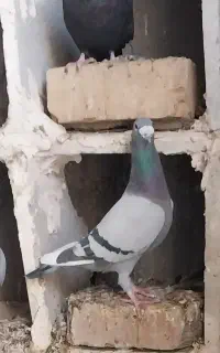 کبوتر زاغ ابادانی وپلاکی