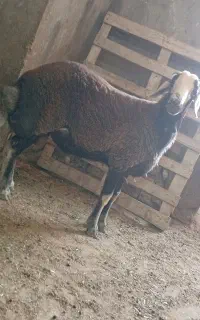 بره نر قره چال