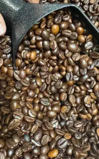 قهوه رست شده و سبز