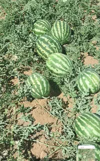 هندوانه همدان