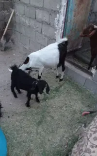 بزباکره نرفروشی