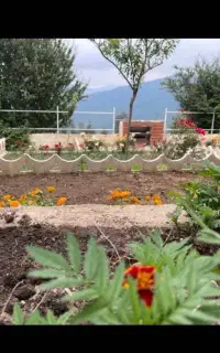خریدار کلزا ،گندم و جو بصورت نقدی پای باسکول