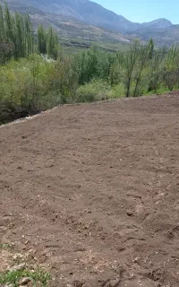 گمشده عروس هلندی