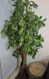 درختچه گیلاس