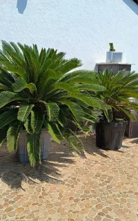 فروش تعداد زیاد سیکاس سالم
