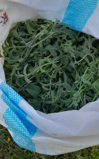 پونه ای تازه برای فروش