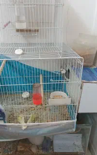 پرنده گم شده عروس ،محدوده احسان