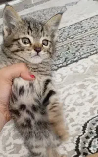 گربه خارجی نر بازیگوش