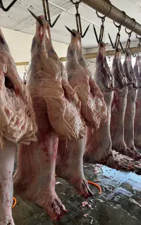 گوسفند و گوساله برای قربانی