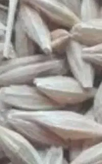 جو دیم تمیز