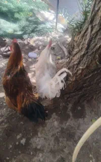 خروس محلی