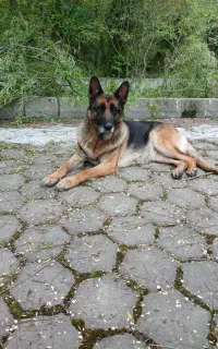 ژرمن نگهبان بسیار عالی