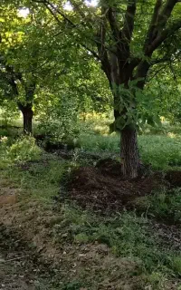 باغ فروشی کنگاور روستای آران