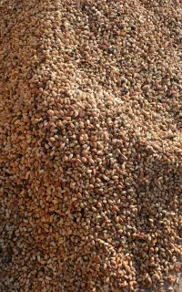 خریدپسته پوک  گو  روابی باقیمت مناسب