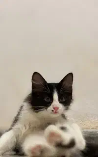 بچه گربه dlh رایگان