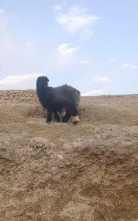 بره تخمی