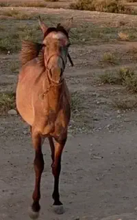 مادیون