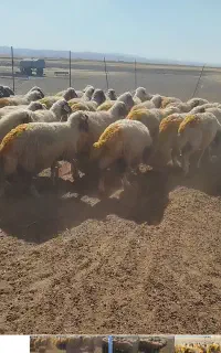 میش قوچ سنجابی