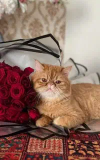 گربه نر جهت جفت گیری